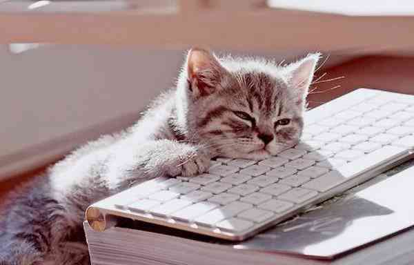 Cat sleeping on a keyboard 