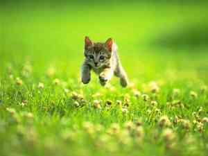 Kitten is jumping
